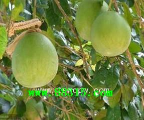 ���ӷ���